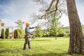 Best Fruit Tree Pruning  in Oak Grove, AL