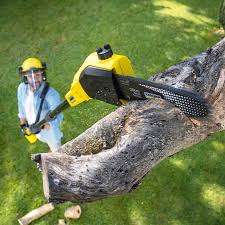 Best Organic Lawn Care Solutions  in Oak Grove, AL