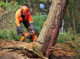 Best Root Management and Removal  in Oak Grove, AL