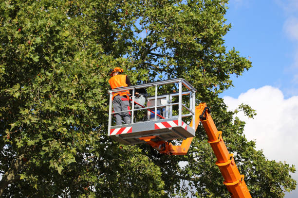 Best Emergency Tree Removal  in Oak Grove, AL